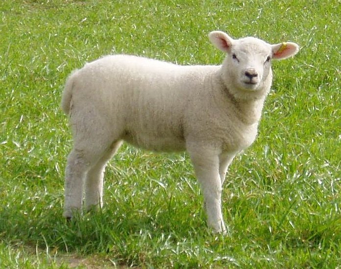 lamb, meaning of lamb in Longman Dictionary of Contemporary English