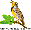 Western Meadowlark